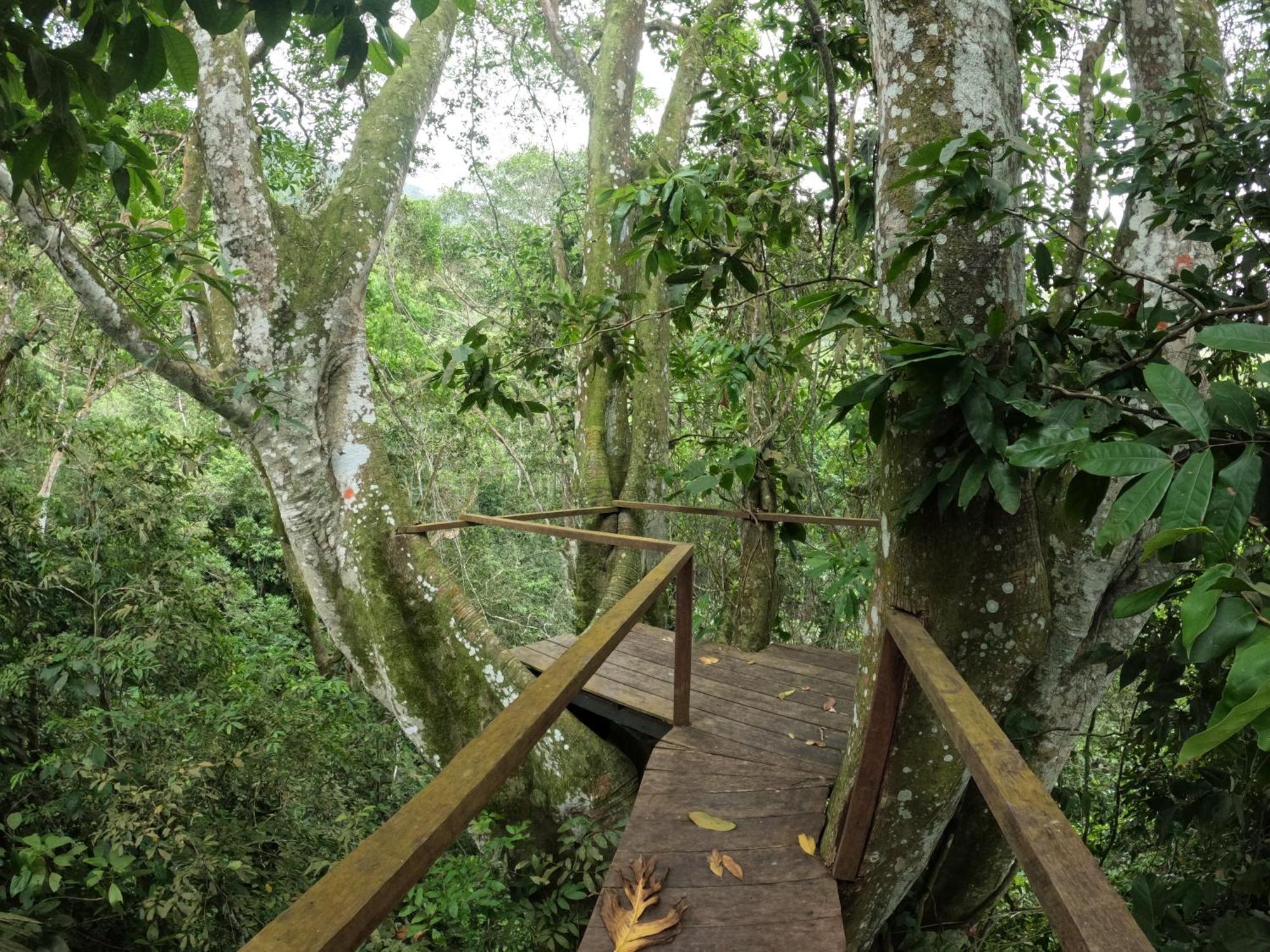 אל סאינו Taorayina Nature Lodge- Immersed In The Forest מראה חיצוני תמונה