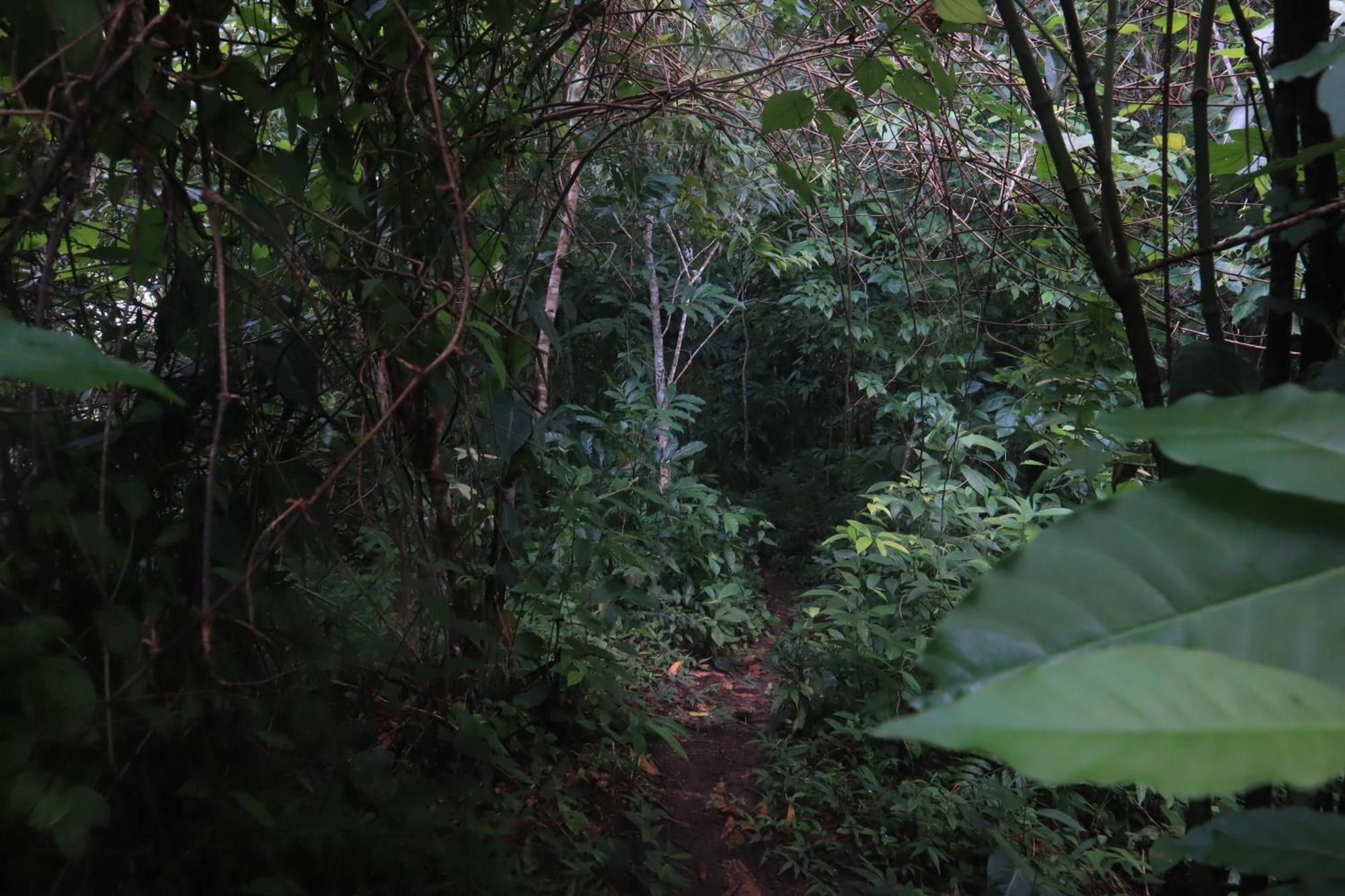 אל סאינו Taorayina Nature Lodge- Immersed In The Forest מראה חיצוני תמונה